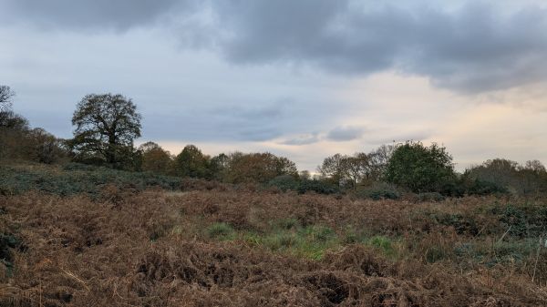 Richmond Park 